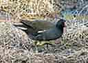 鳥類図鑑・バンの写真 3